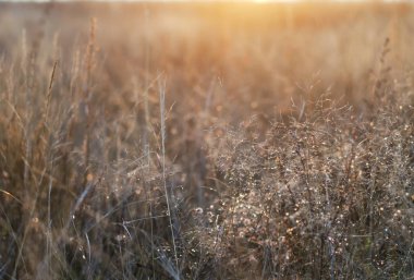 Çimenler, batan güneş tarafından aydınlatılmış, çiy damlalarıyla, kahverengi ve pembe tonlarda..