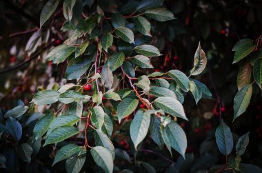 Branches of a cherry tree with dark leaves and berries, in the garden in the evening.
