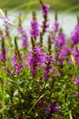 Lilac flowers with bright leaves growing near the water on a Sunny summer day.