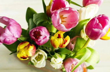 Açık arkaplanda yaprakları olan çok renkli laleler..