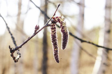 Tomurcukları yumuşak, bahar doğal arka planında olan bir ağacın dalı..