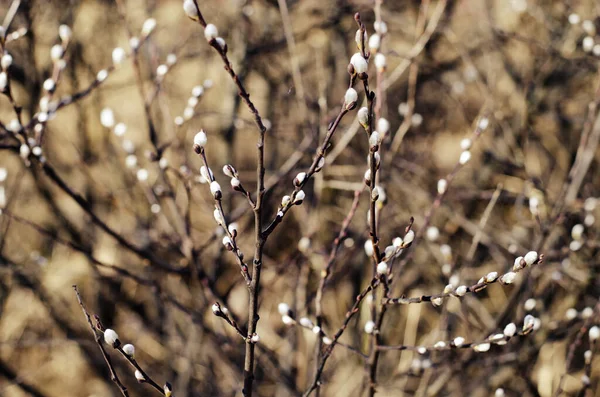 Willow Grenar Med Vita Fluffiga Knoppar Mjuk Vår Naturlig Bakgrund — Stockfoto