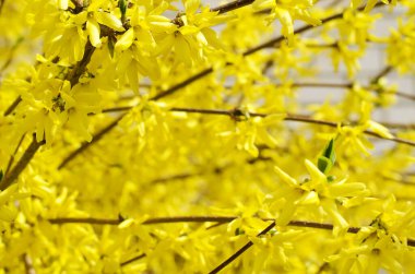 Parlak sarı çiçekleri ve kahverengi kesişen dalları ile, fındık çiçeğinin bereketli dalları.