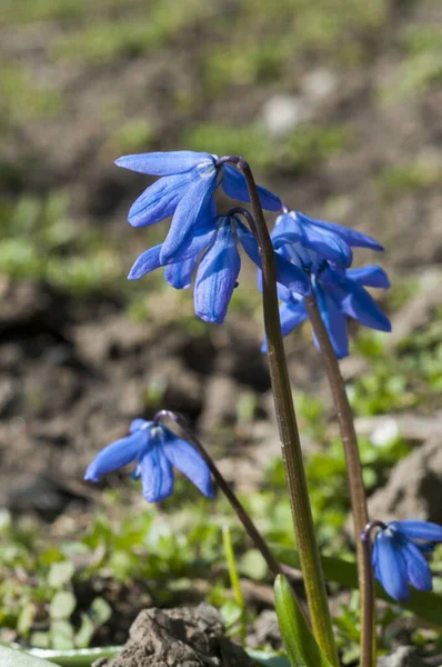 푸른 첫 봄에 숲 속에서 피는 실라 스쿠버 식물의 푸른 꽃들이 핀다. Scilla Bifolia. — 스톡 사진