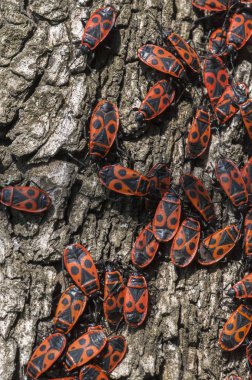 Clumps of firebug on the bark of a tree. clipart