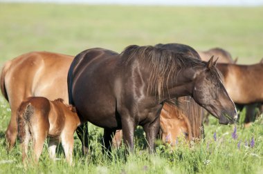 Otlaktaki at yavrusu. Atmosferik Rostov bölgesindeki Su Adası 'nda gösterilen vahşi at sürüsü
