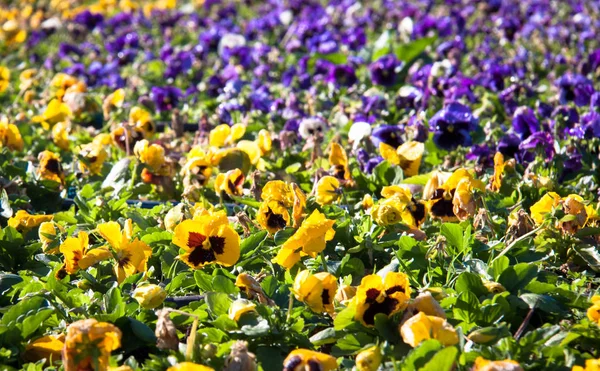 Flores no jardim botnico de Curitiba