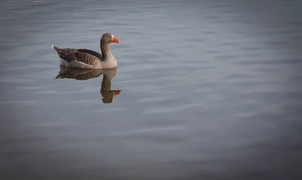 Yansıması ile gölde ördek