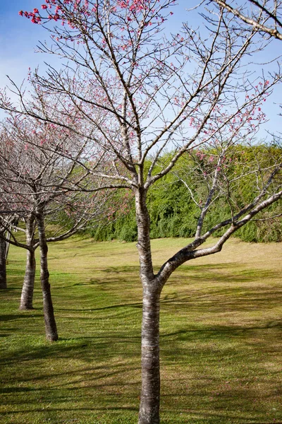 Ben Jardim Botnico de Curitiba değilim.