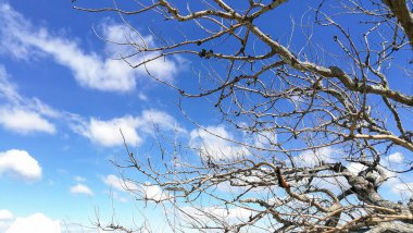 Kuru dalsız yaprak ve taze gökyüzü günü: hayat bağlıdır. Boşluğu kopyala.