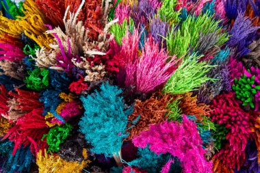 Saman çiçeği çeşitlilik renk arkaplanıdır. Renkli Saman çiçeği.