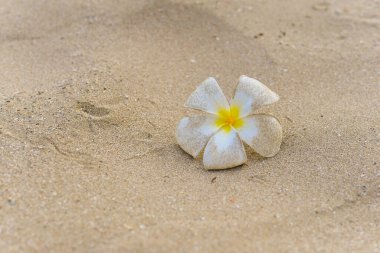 Beyaz Plumeria çiçek lekesi ve kumsalda kum. Frangipani 'ye yakın çekim. Yalnız kavram. Hayat ilham konsepti. Alıntı mesajı. Boşluğu kopyala.