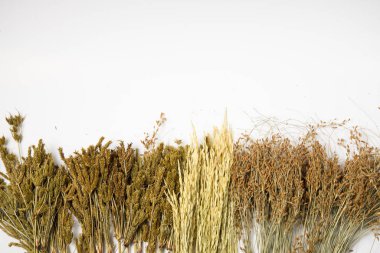 Beyaz arkaplanda farklı otlar.