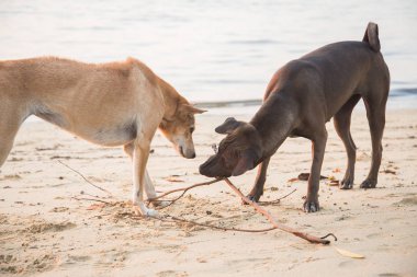 Köpekler kumda sopayla oynuyorlar. Köpek aşığı çifti konsepti. Aşk konsepti. Sevgililer Günü.