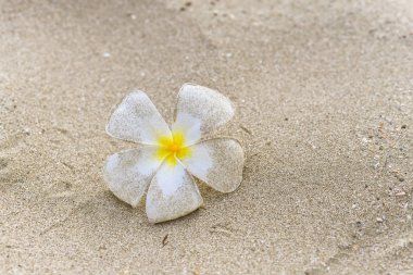 Beyaz Plumeria çiçek lekesi ve kumsalda kum. Frangipani 'ye yakın çekim. Yalnız kavram. Hayat ilham konsepti. Alıntı mesajı. Boşluğu kopyala.