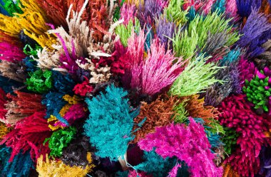 Saman çiçeği çeşitlilik renk arkaplanıdır. Renkli Saman çiçeği.