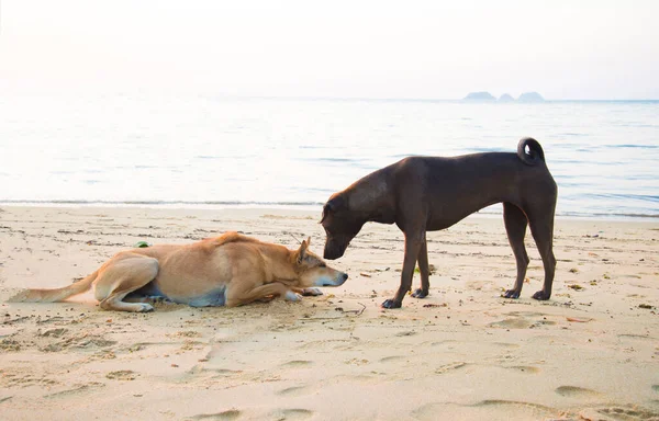 Black Dog Kissing Brown Dog Prostrate Beach Sunset Time Dog — Stock Photo, Image
