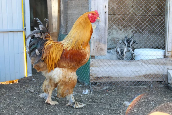 美しいですコックでザ ペンのために鶏で村 閉じる — ストック写真