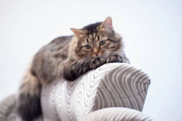 Siberian furry striped grey cat lying on the sofa — Stock Image Siberian Furry Striped Grey Cat Lying Sofa Stock Photo