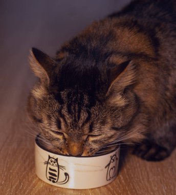 Tüylü gri Sibirya kedisi evde bir kaseden yiyor.