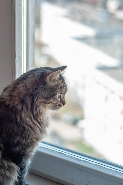 Lindíssimo Gato Siberiano Macio Está Sentado Peitoril Janela Gato Fundo — Fotografia de Stock