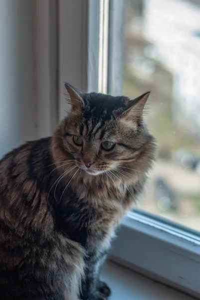 Pofuduk, güzel bir Sibirya kedisi pencere eşiğinde oturuyor. Bulanık pencere arkaplanındaki kedi. Bir evcil hayvan pencereden sokağa bakıyor. Pencereden dışarı bakıyorum. Gri. Yeşil gözlü adam. Yumuşak. Dolu. Sakin ol. Profil. Tam yüz. Oturuyor. İzler