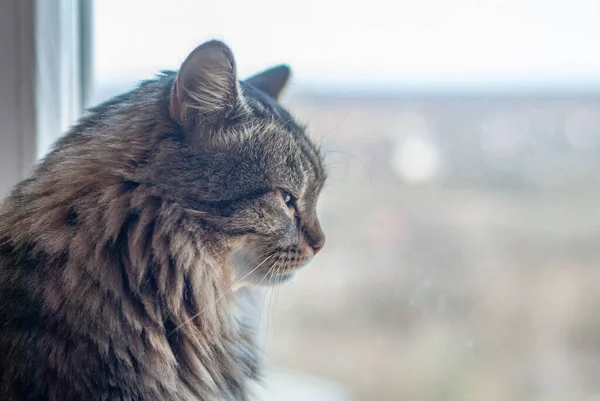 Lindíssimo Gato Siberiano Macio Está Sentado Peitoril Janela Gato Fundo — Fotografia de Stock