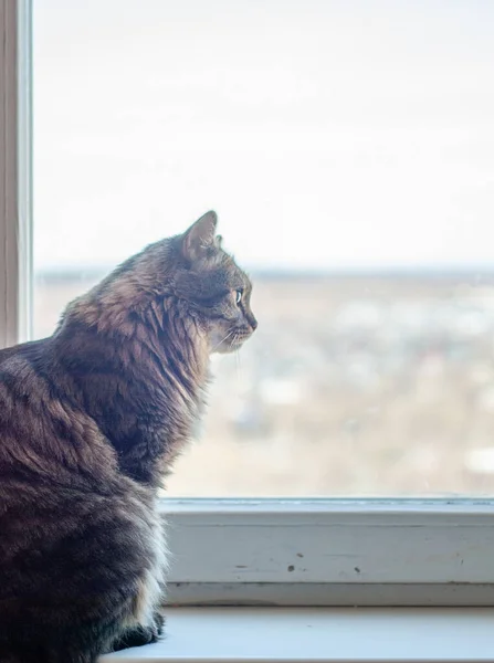 Pofuduk, güzel bir Sibirya kedisi pencere eşiğinde oturuyor. Bulanık pencere arkaplanındaki kedi. Bir evcil hayvan pencereden sokağa bakıyor. Pencereden dışarı bakıyorum. Gri. Yeşil gözlü adam. Yumuşak. Dolu. Sakin ol. Profil. Tam yüz. Oturuyor. İzler