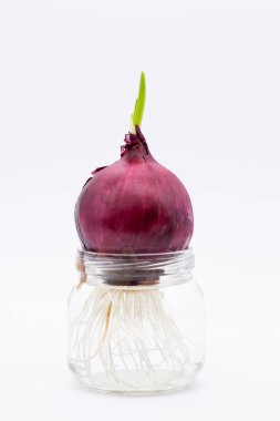 Ampul bir su kavanozuna yerleştirilir. Yeşil soğan filizi