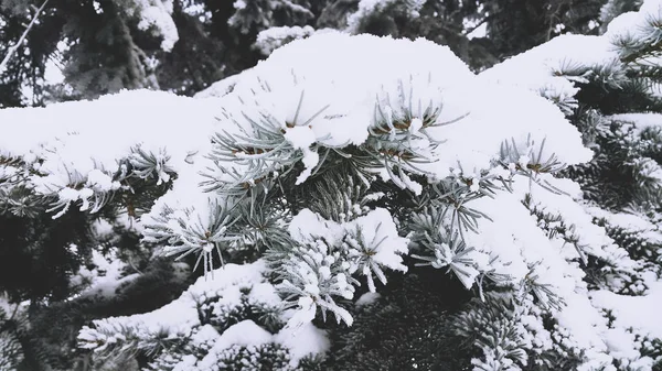 Les branches de l'épinette bleue, poudrées de neige blanche . — Photo