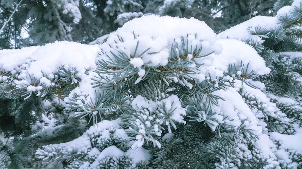 Os ramos do abeto azul, em pó com neve branca . — Fotografia de Stock