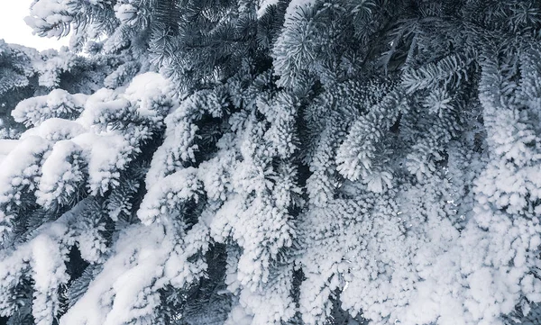 Les branches de l'épinette bleue, poudrées de neige blanche . — Photo