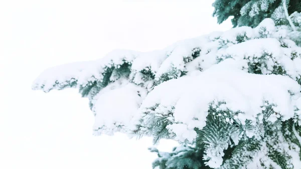 Les branches de l'épinette bleue, poudrées de neige blanche . — Photo