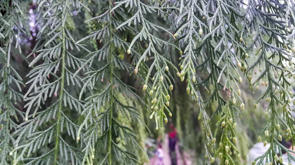 ヒノキぶら下がりの枝。ヒノキの緑の背景 — ストック写真