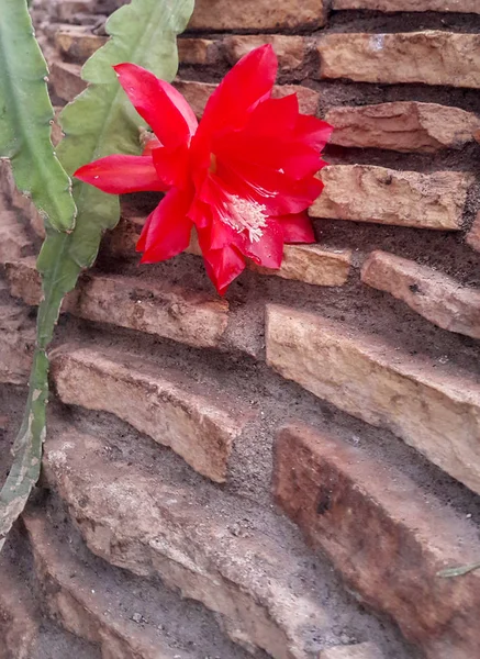 The flower of zigocactus against the background of a stone wall — Stock Image The flower of zigocactus against the background of a stone wall Royalty Free Stock Photos