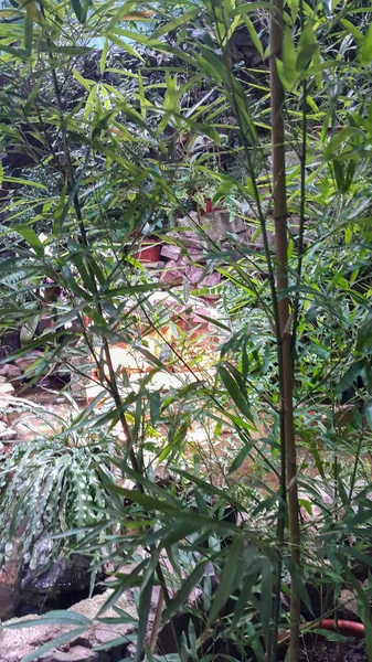 Jonge bamboe bomen. Natuur achtergrond.Een kleine vijver met water op de achtergrond. — Stockfoto