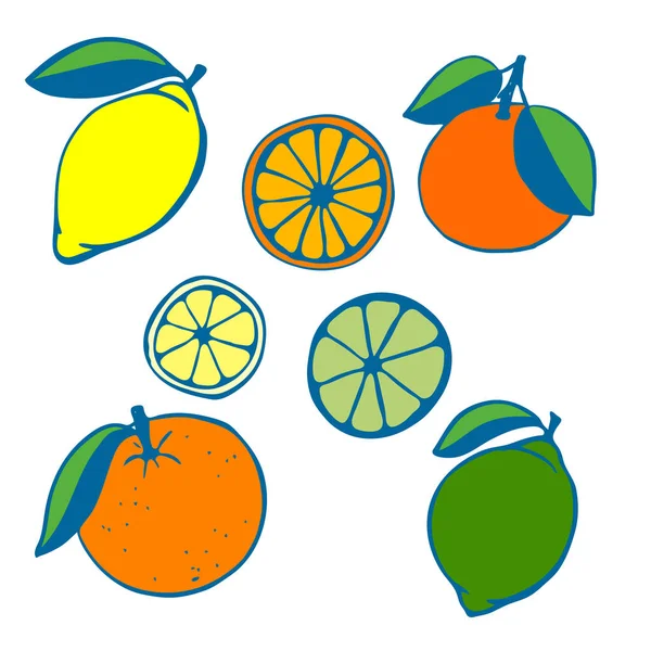 Un ensemble d'agrumes peints. Citron et citron vert, orange et pamplemousse. Fruits entiers et demi. Vecteur — Image vectorielle