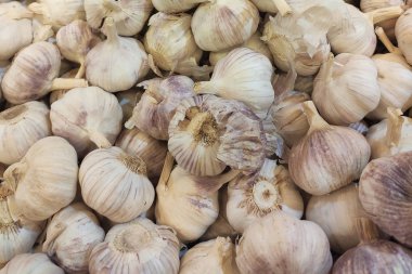 Beyaz sarımsak dokusu. Pazar masasında taze sarımsak. Yakın plan fotoğraf. Vitamin sağlıklı yiyecek baharatı görüntüsü. Baharatlı yemek malzemesi resmi. Beyaz sarımsak kafalar. Beyaz sarımsak kafa üst görünüm.