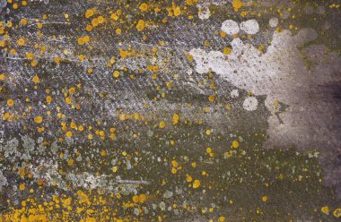 Küf ve mantarlı yeşil duvar dokusu. 