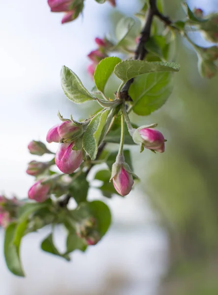 apple tree branch with flowers. Blooming branch with pink flowers.