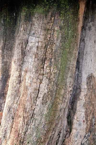 Textura Close Uma Árvore Velha Cariada Com Musgo Verde — Fotografia de Stock