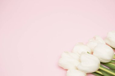 Pembe arka planda fotokopi alanı olan bir buket beyaz lale. Tatil kartı. Kadınlar Günü için tebrik kartı, Anneler Günü, Sevgililer Günü. Beyaz laleli pembe fotoğraf arkaplanı. Pankart için boşluk.