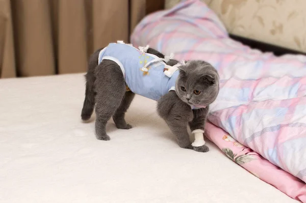 Scottish fold cat after surgery. The cat was spayed and put on blanket.