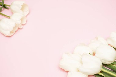 Pastel pembe arka planda fotokopi alanı olan beyaz laleler. Kadınlar Günü için kutlama kartı, Anneler Günü, Sevgililer Günü, Paskalya! Çiçekli bahar arkaplanı.
