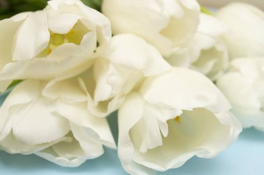 Mavi arka planda beyaz laleleri aç. Anneler Günü, Kadınlar Günü, Sevgililer Günü için bir hediye. Büyük, muhteşem bir buket lale..