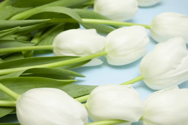 Белые Тюльпаны Разбросаны Пастельно Голубом Фоне Подарок День Матери День — стоковое фото