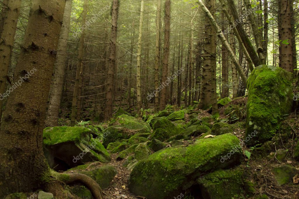 Bosque viejo. Árboles en un bosque retroiluminado por el sol. Grandes
