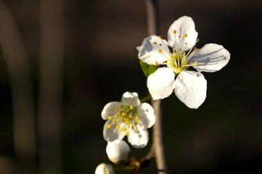 Ağaçtaki beyaz bahar çiçekleri. Koyu arkaplanda Macro çiçekleri.