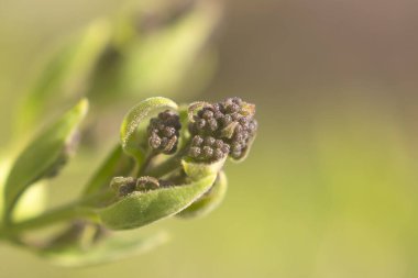 İlkbaharda bir leylak dalı açar. Bokeh ile bulanık arkaplanda leylak tomurcukları