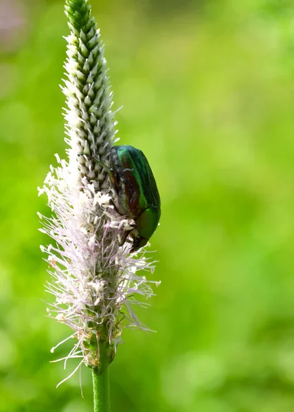 Escaravelho Rasteja Uma Flor Branca Florescente Fundo Borrado Verde Com — Fotografia de Stock